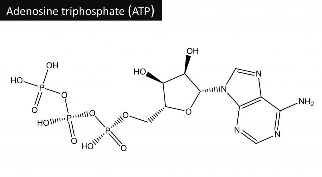 the-chemical-energy-of-life-systemic-formulas